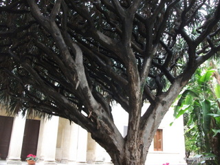to botanico Catania-09-12-2012 10-40-13